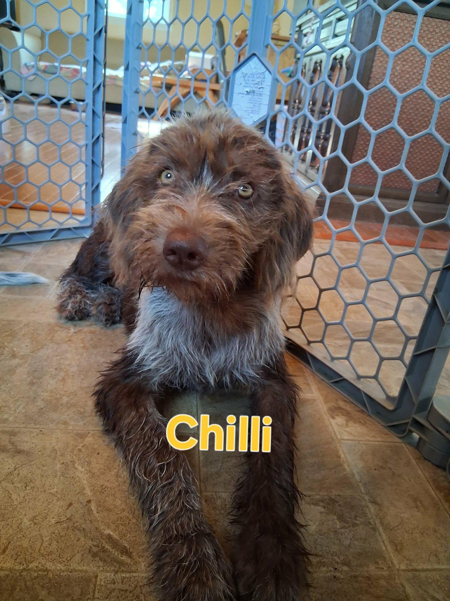 Chilli, Adopted, Young Female Wirehaired Pointing Griffon.