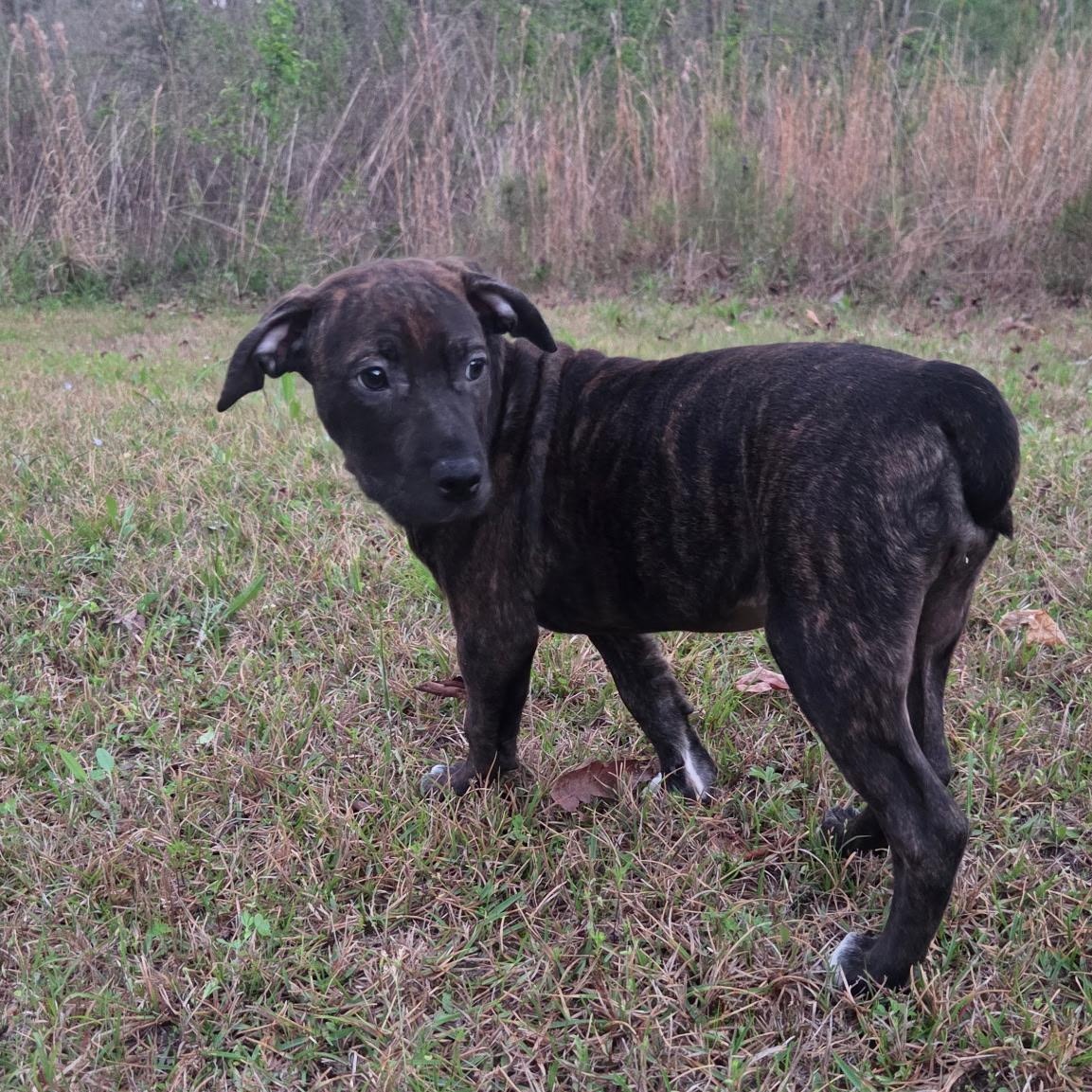 Enlarge Layla, a ADOPTABLE mixed breed in Warrior, AL image 5/5