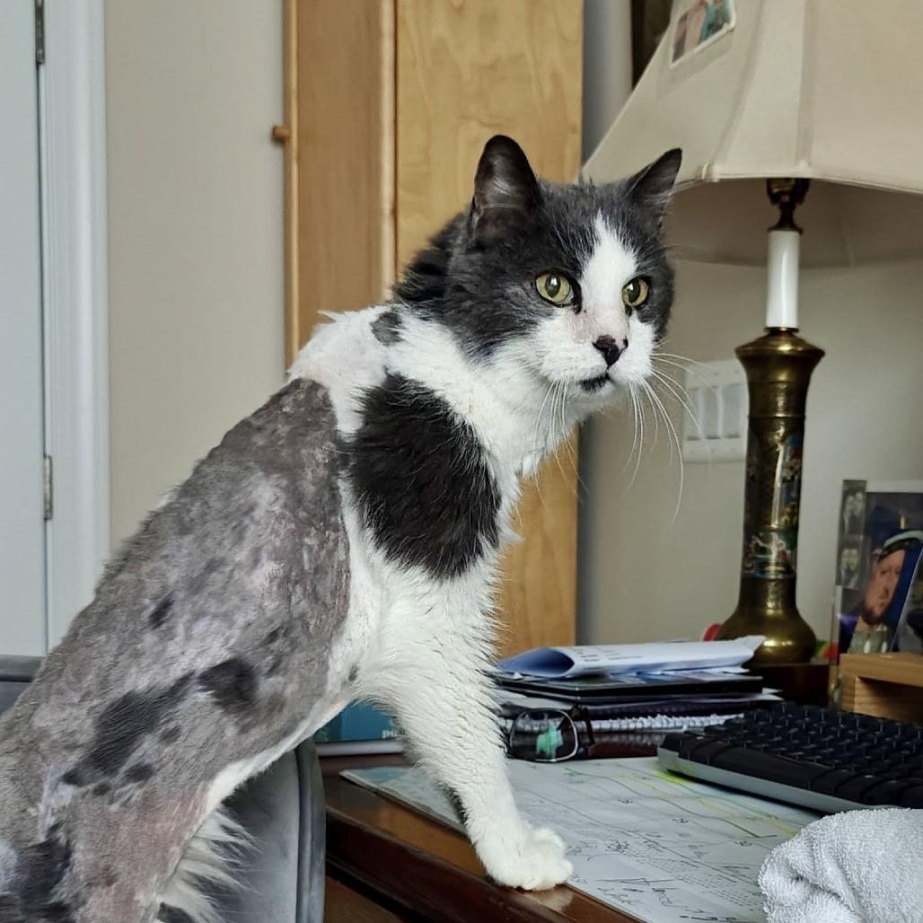 Mr. Grey, Adoptable, Senior Male Domestic Medium Hair.