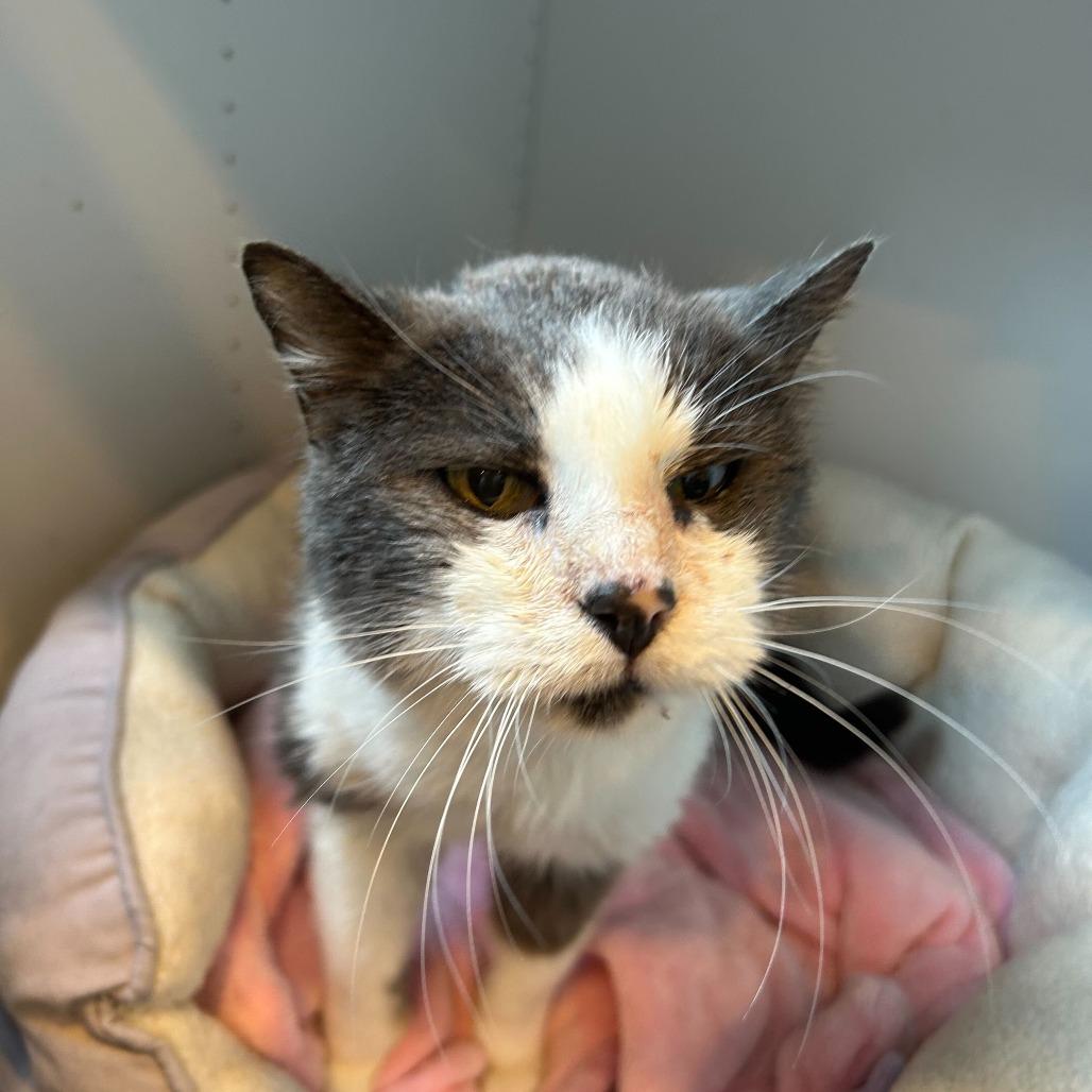 Enlarge Mr. Grey, a Adoptable Domestic Medium Hair in Alexandria, VA image 2/4