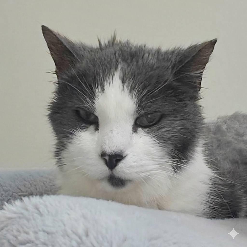 Mr. Grey, a Adoptable Domestic Medium Hair in Alexandria, VA image 2/2