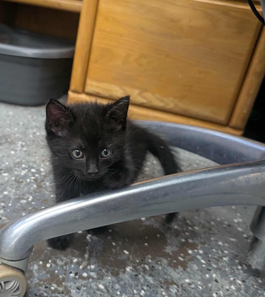Licorice, Adopted, Kitten Male Domestic Medium Hair.