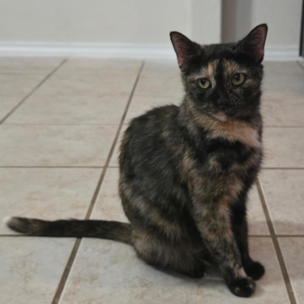 Valley Girl, Adoptable, Adult Female Domestic Short Hair.