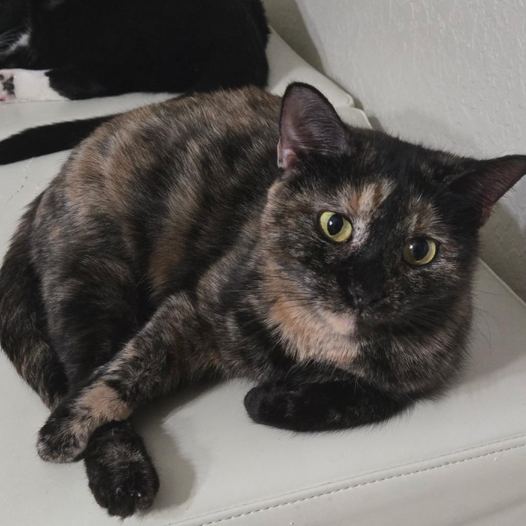 Enlarge Valley Girl, a Adoptable Domestic Short Hair in Boerne, TX image 3/5