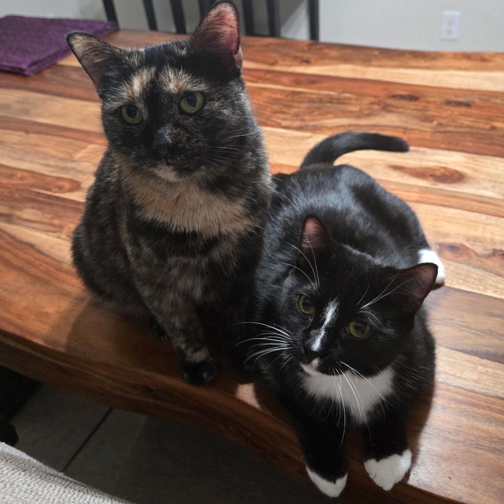 Enlarge Valley Girl, a Adoptable Domestic Short Hair in Boerne, TX image 4/5