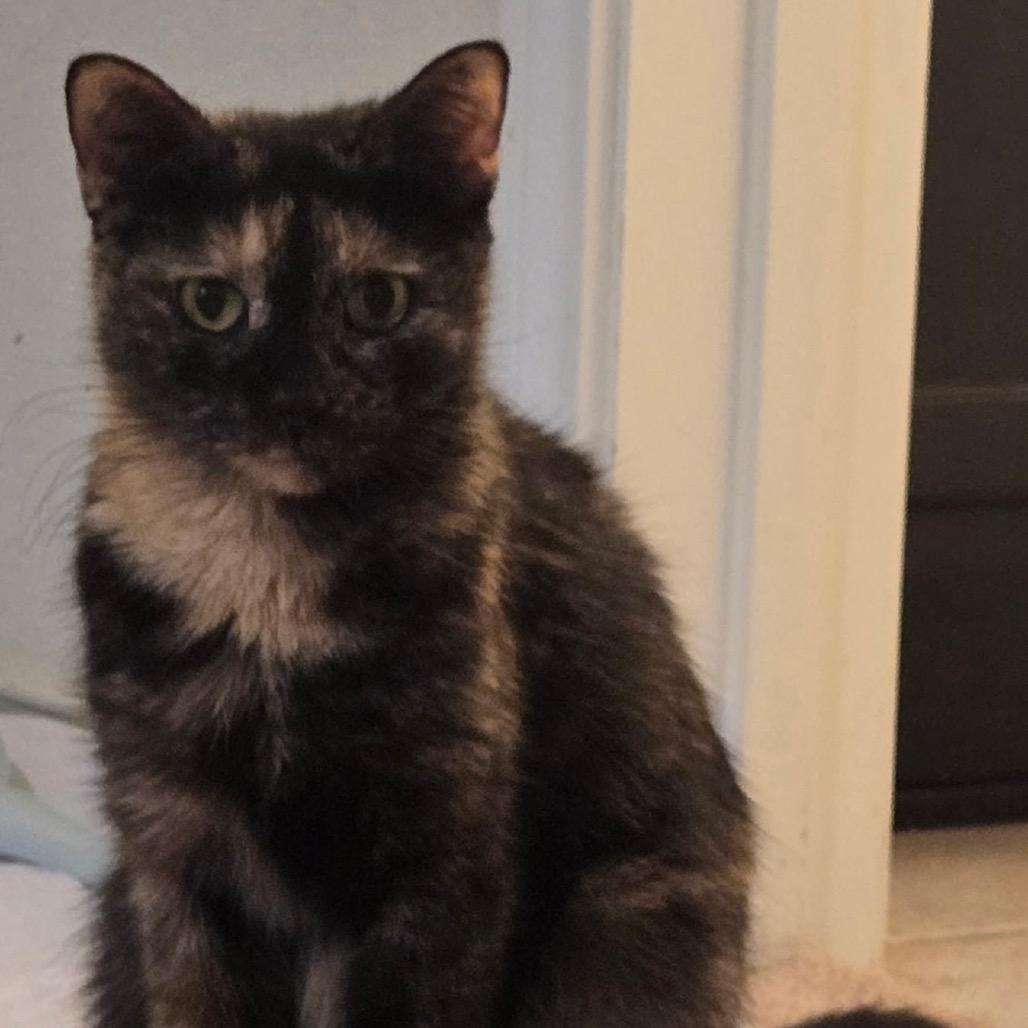 Enlarge Valley Girl, a Adoptable Domestic Short Hair in Boerne, TX image 5/5