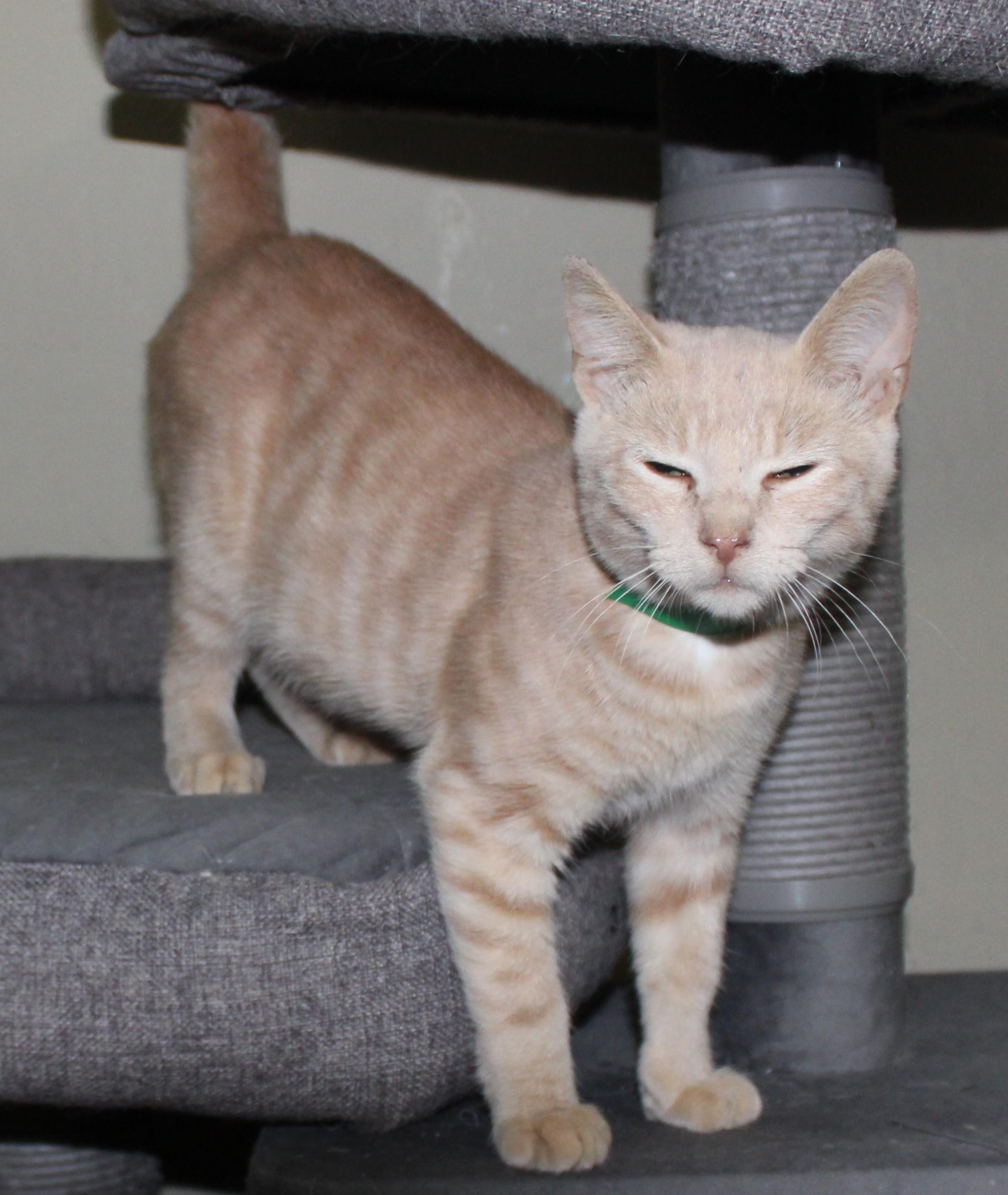 Enlarge Mittens, a Adoptable mixed breed in Huron, SD image 2/4