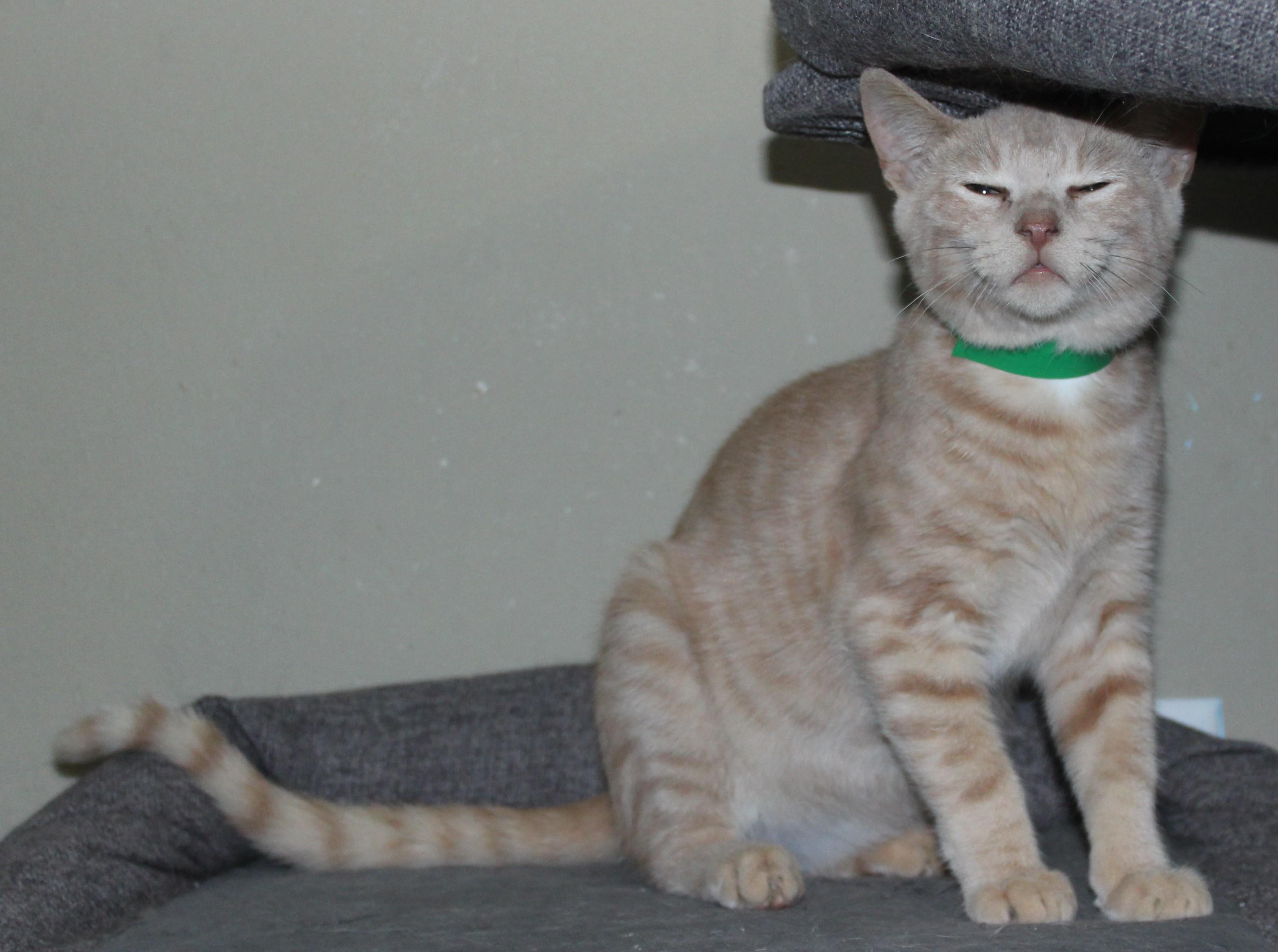 Enlarge Mittens, a Adoptable mixed breed in Huron, SD image 3/4