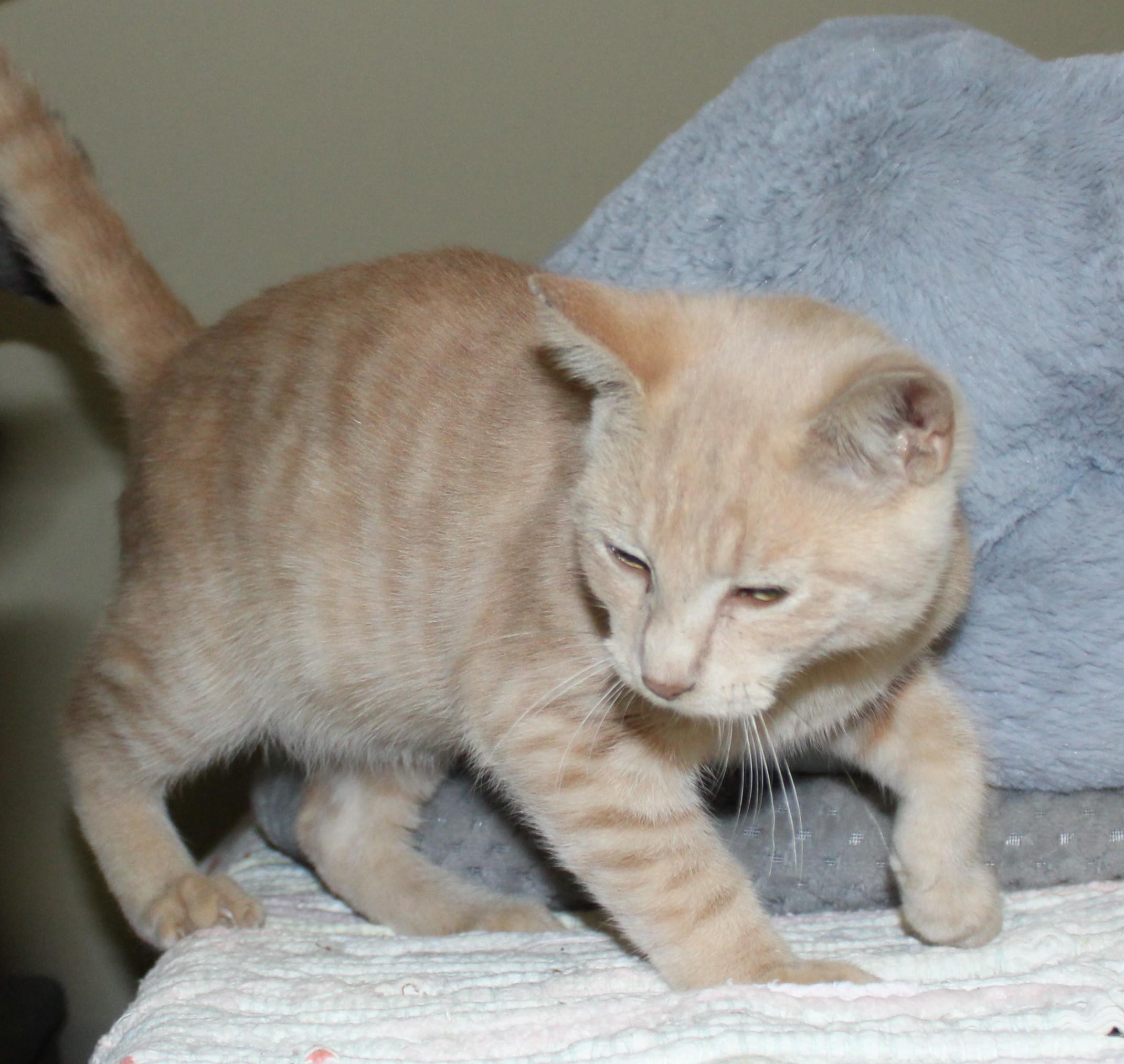 Mittens, Adoptable, Young Male Domestic Short Hair.