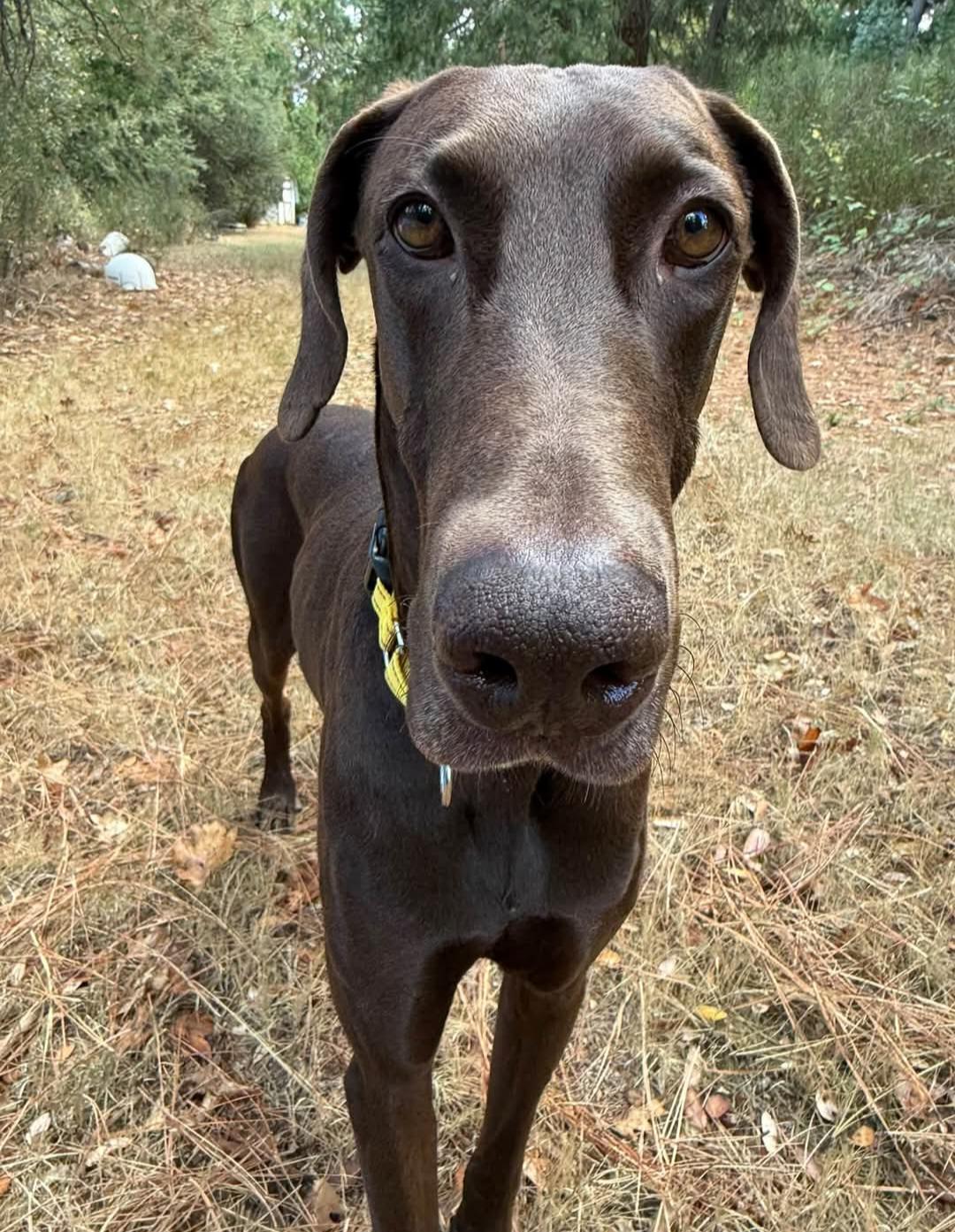 Scooby, Adoptable, Adult Male Doberman Pinscher.