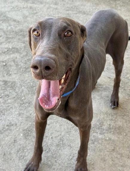 Scooby, Adoptable, Adult Male Doberman Pinscher.