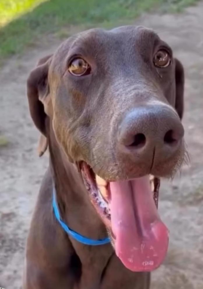 Enlarge Scooby, a Adoptable Doberman Pinscher in Buffalo, MN image 2/3