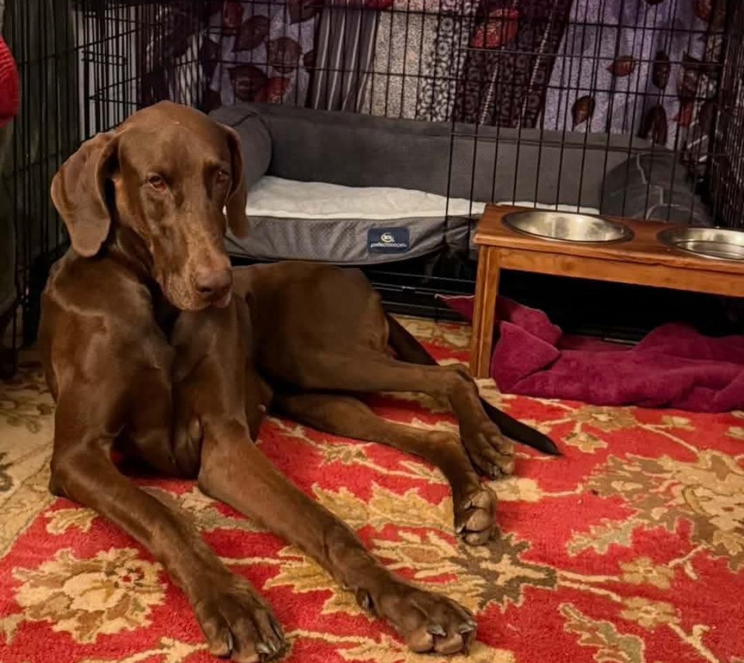 Enlarge Scooby, a Adoptable Doberman Pinscher in Buffalo, MN image 3/3