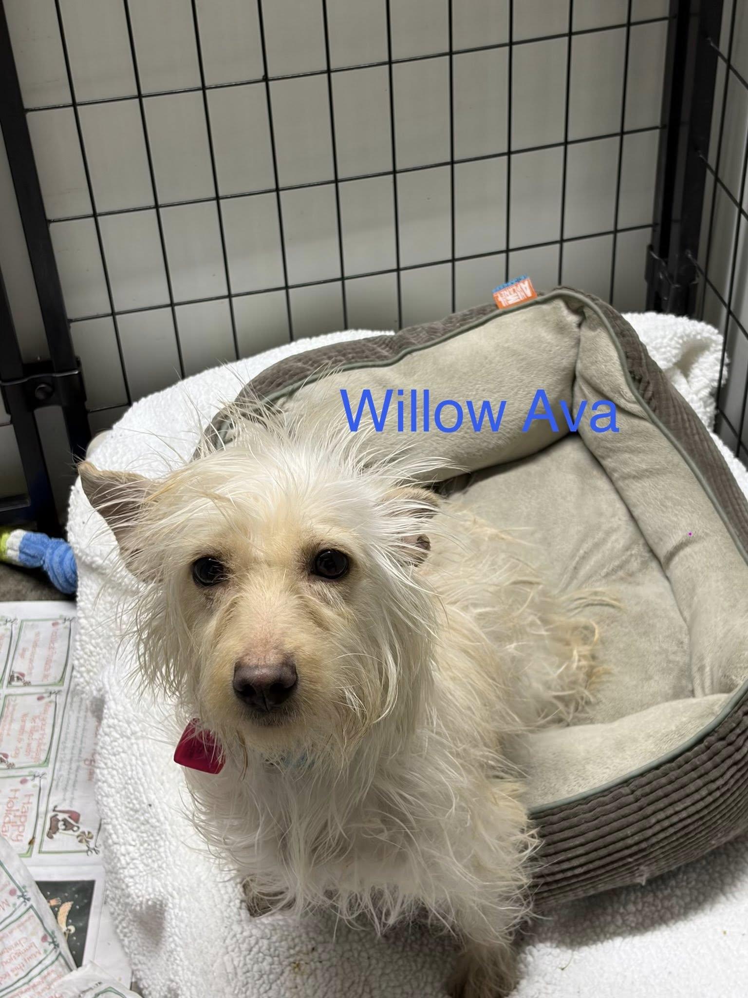 Enlarge Willow Ava, a Adoptable mixed breed in Mukwonago, WI image 2/3