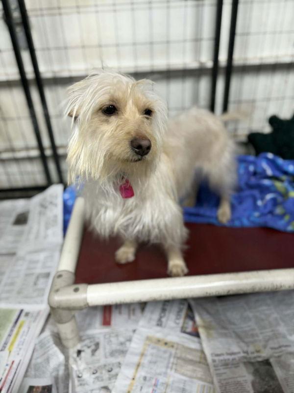 Enlarge Willow Ava, a Adoptable mixed breed in Mukwonago, WI image 3/3