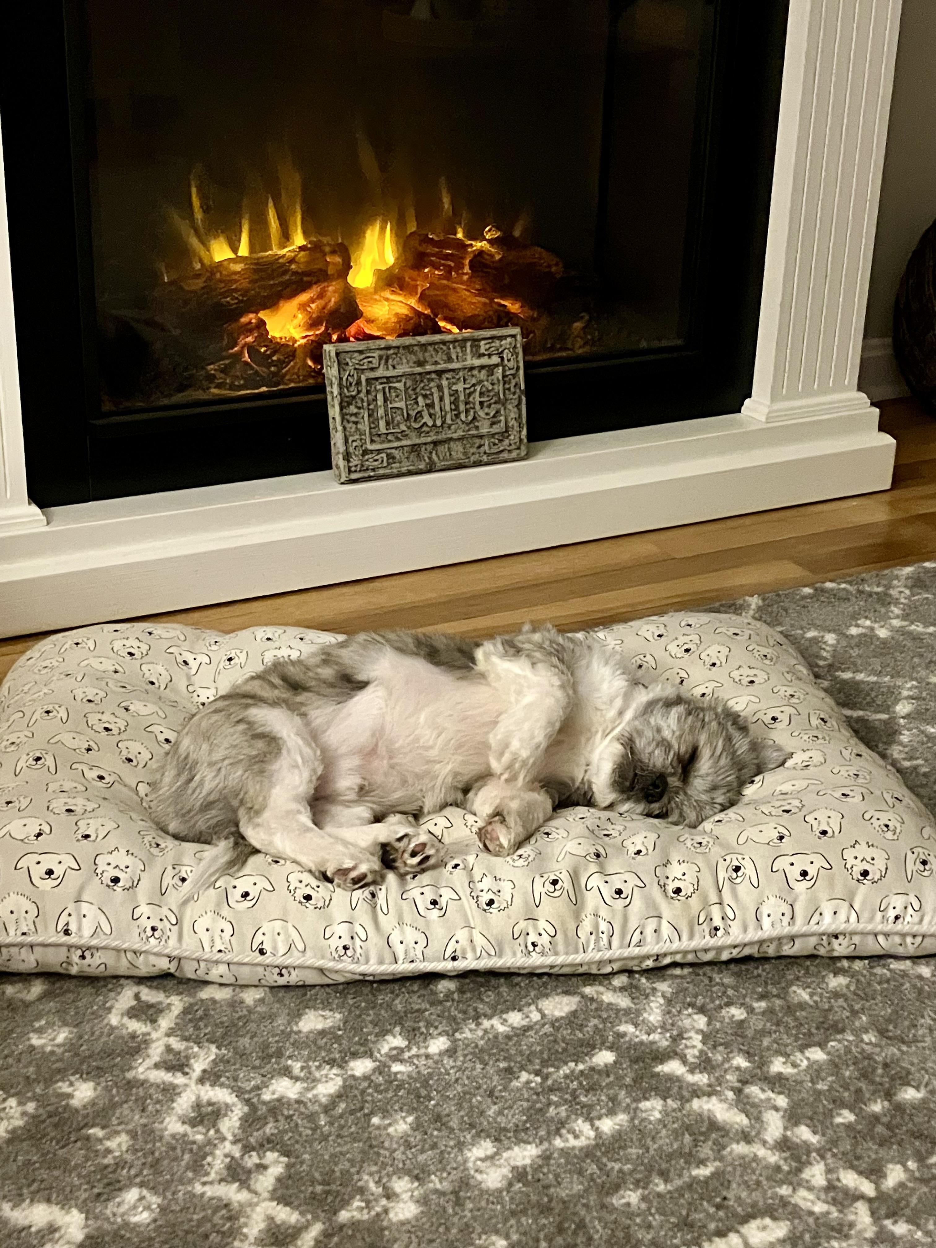 Enlarge Ted, an adopted Shih Tzu in Cleveland, OH image 4/6