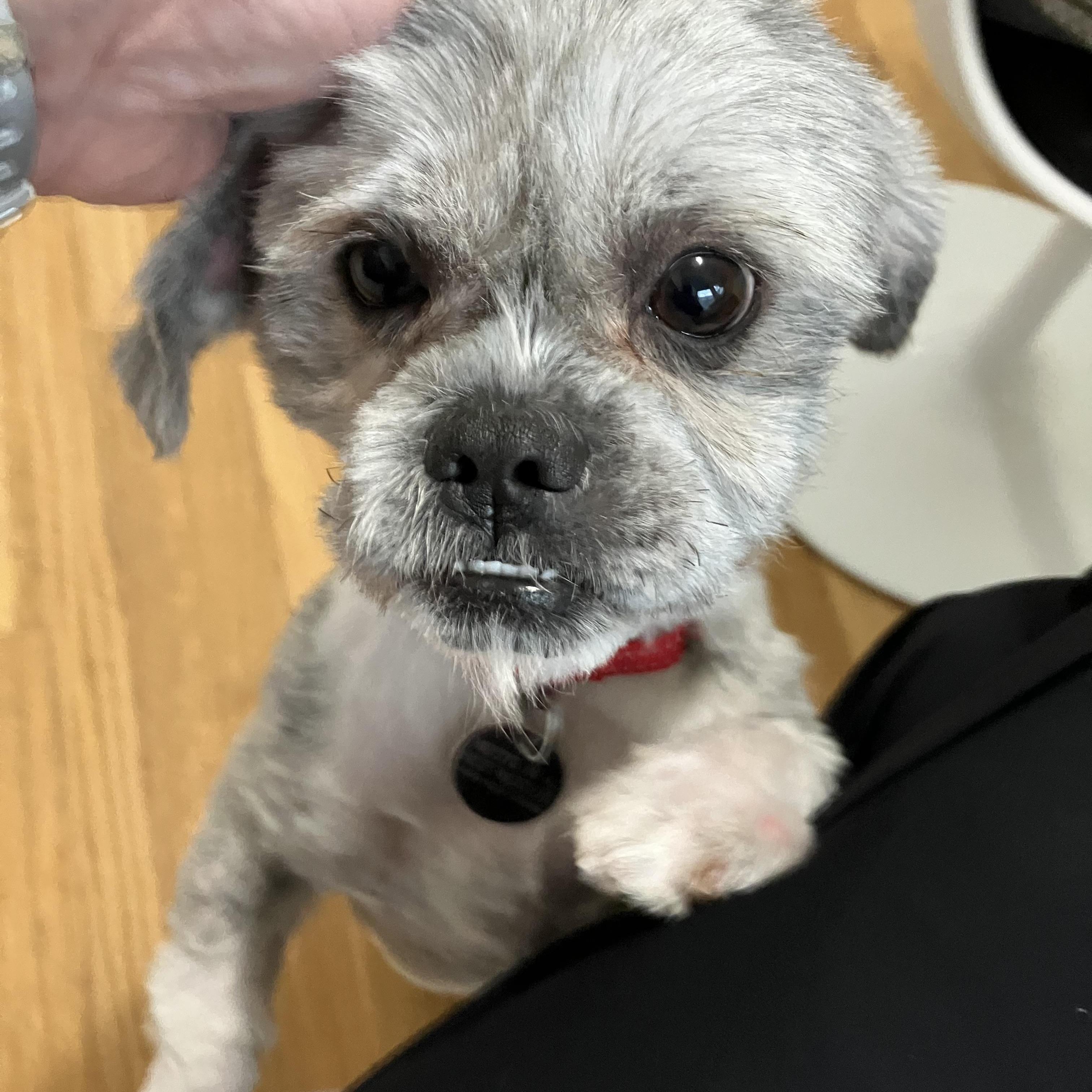 Enlarge Ted, an adopted Shih Tzu in Cleveland, OH image 2/6