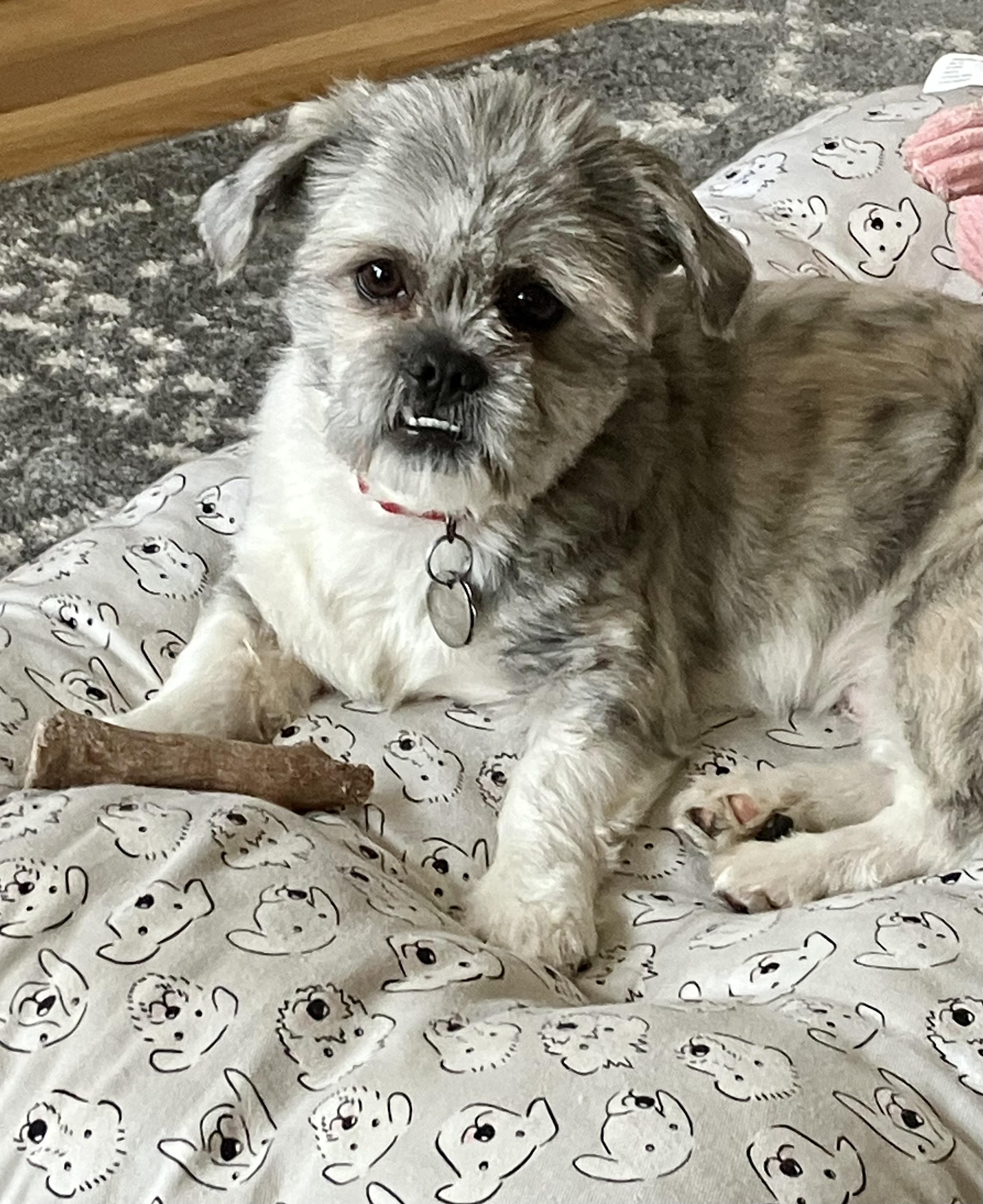 Enlarge Ted, an adopted Shih Tzu in Cleveland, OH image 6/6