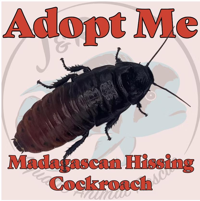 Enlarge Madagascan Hissing Cockroach, a Adoptable Other in Neenah, WI image 1/1