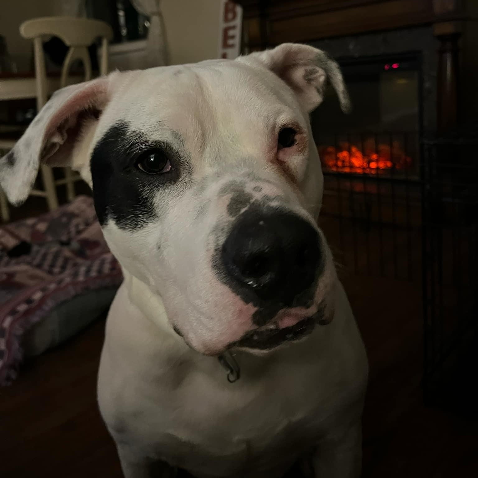 Capone photo 4