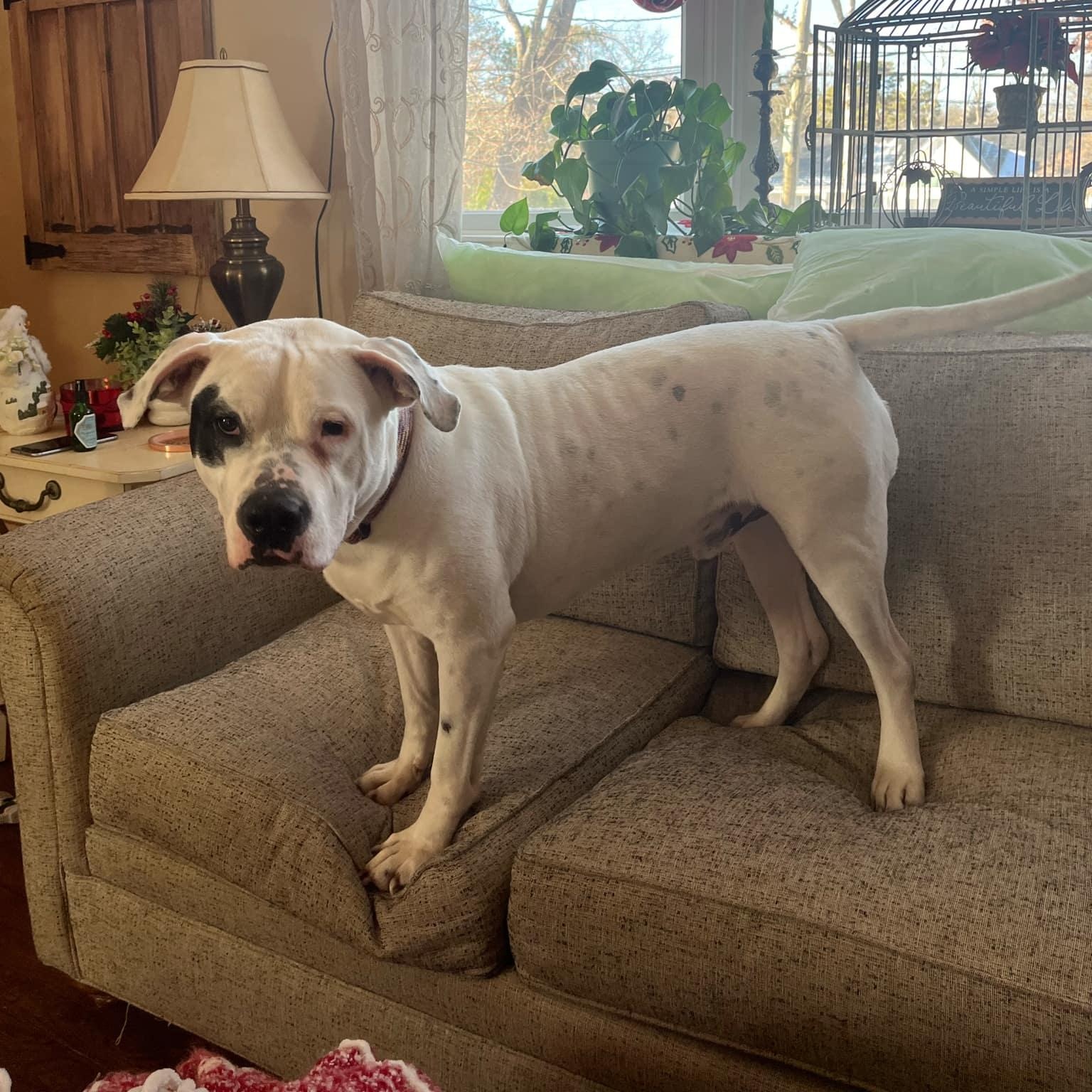 Capone, a Adoptable American Bulldog in New York, NY image 4/6