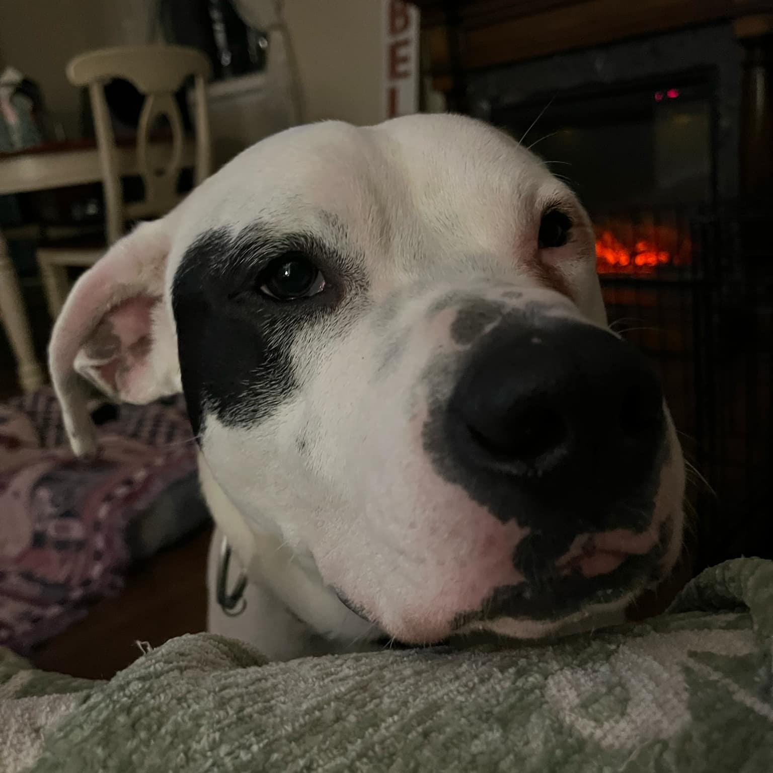 Capone photo 5