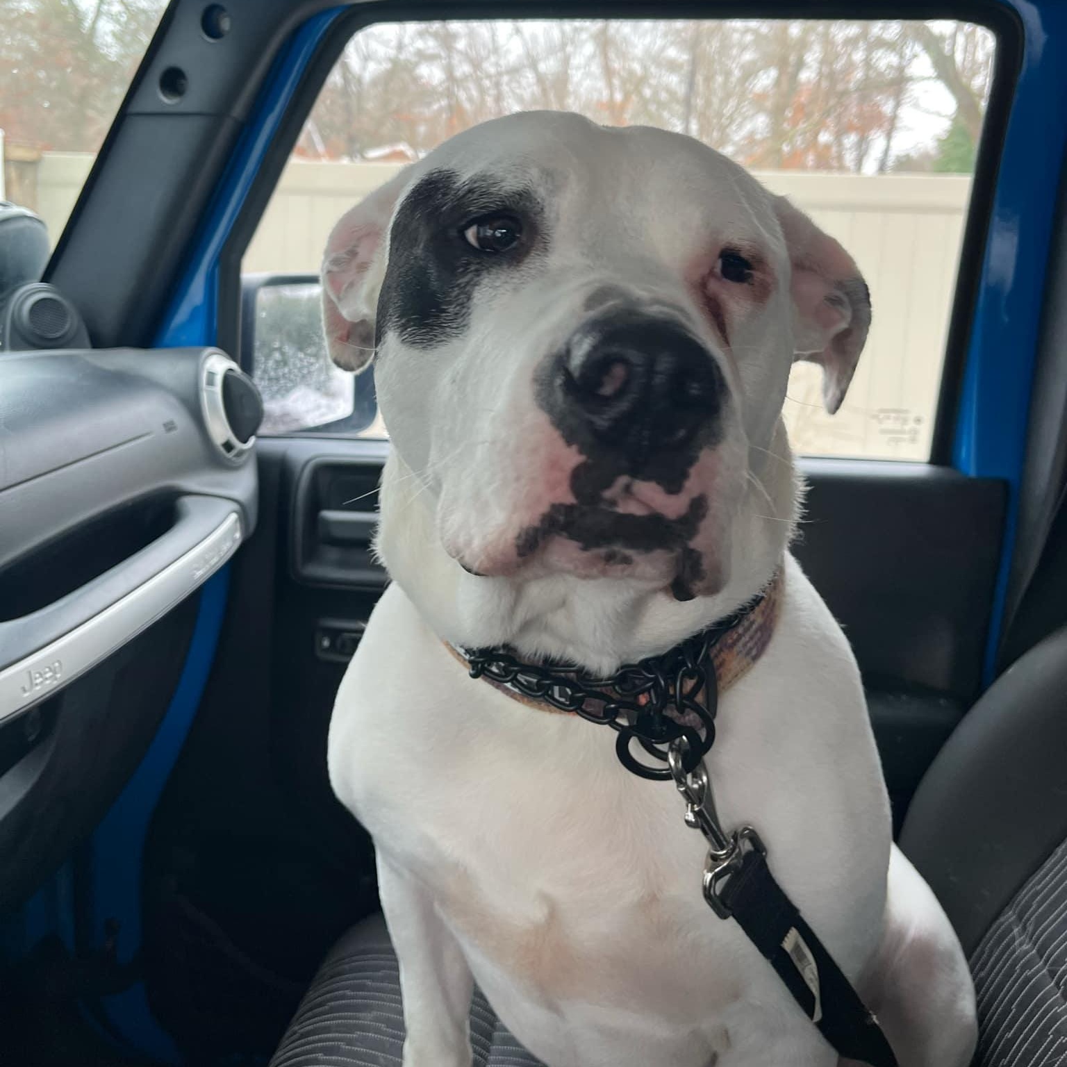 Capone, a Adoptable American Bulldog in New York, NY image 6/6