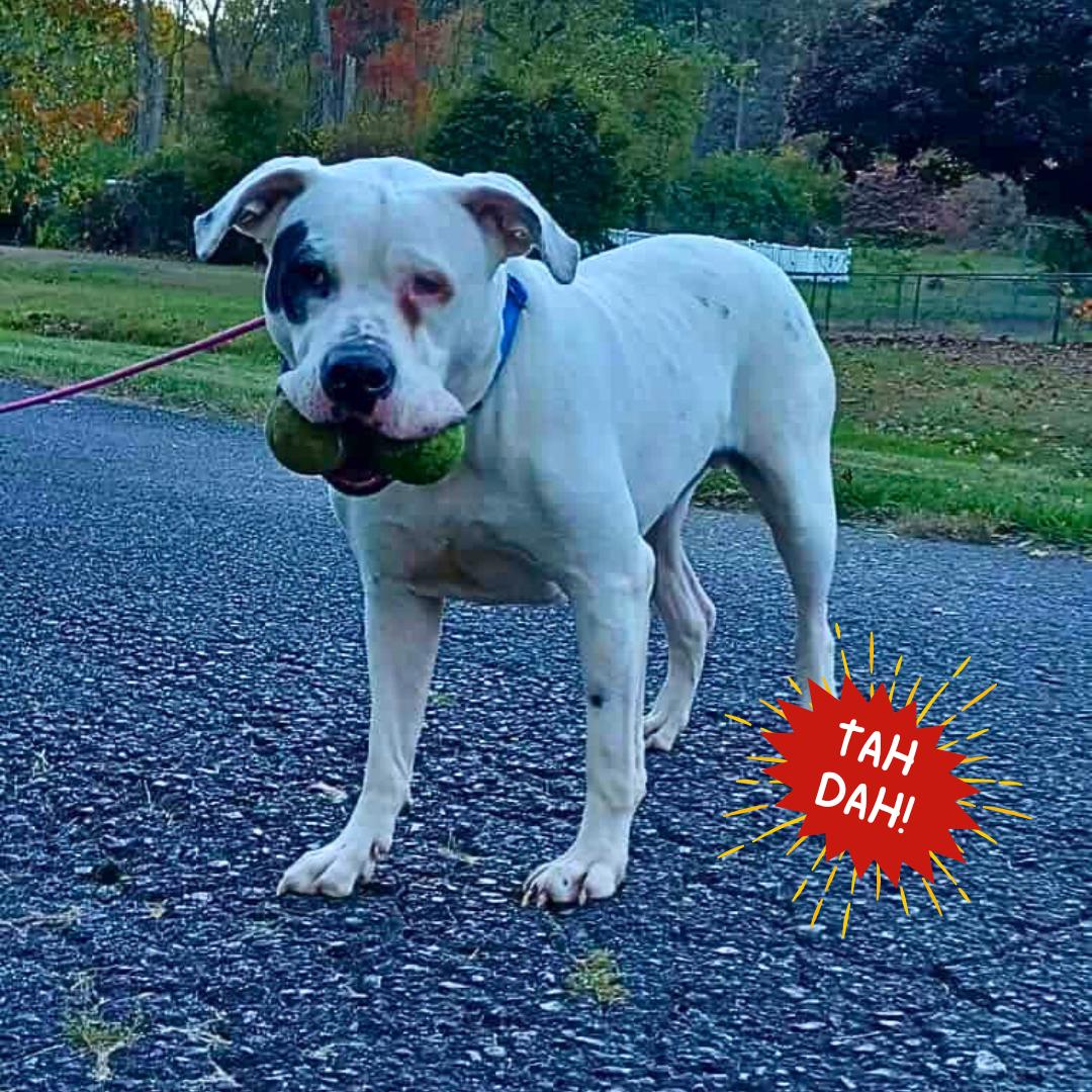 Capone, a Adoptable American Bulldog in New York, NY image 3/6