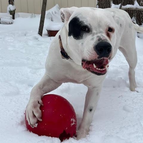 Capone, a Adoptable American Bulldog in New York, NY image 2/6