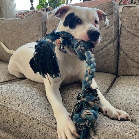 Capone, a Adoptable American Bulldog in New York, NY image 1/6