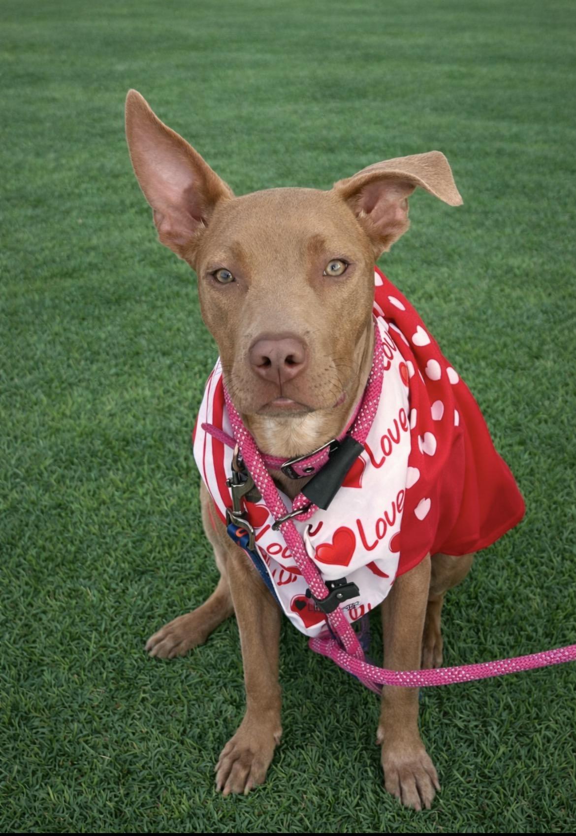 Enlarge Millie, a ADOPTABLE mixed breed in Scottsdale, AZ image 2/6