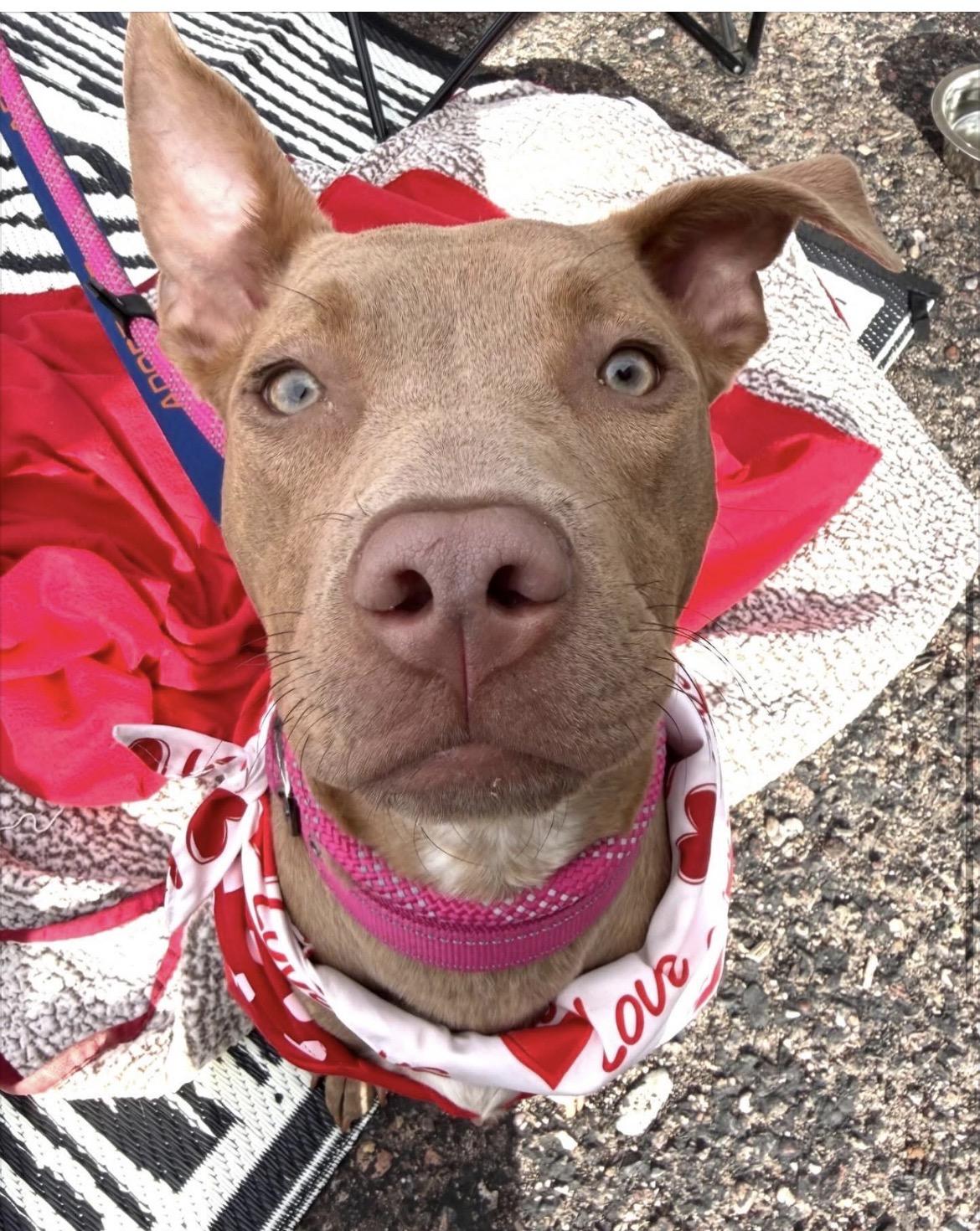 Enlarge Millie, a ADOPTABLE mixed breed in Scottsdale, AZ image 4/6