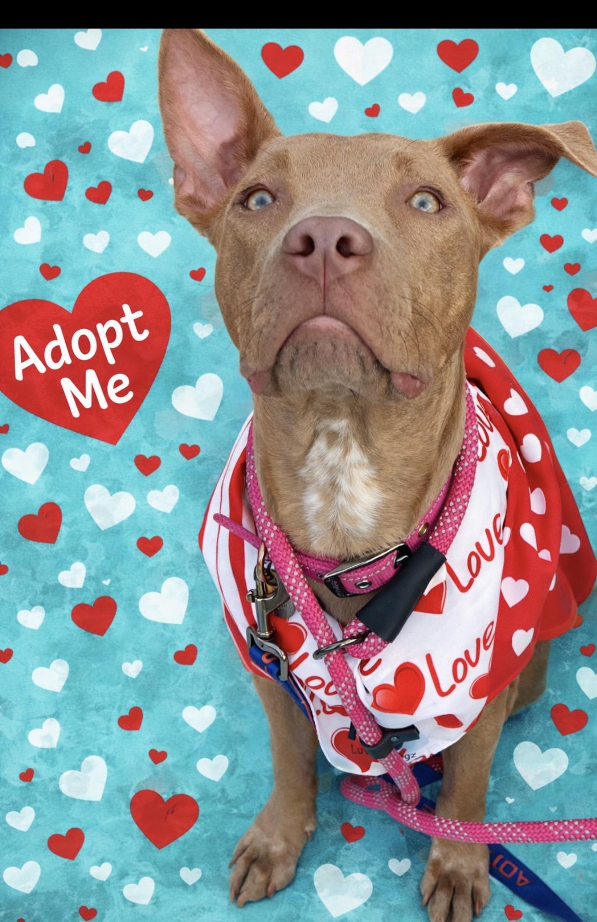 Enlarge Millie, a ADOPTABLE mixed breed in Scottsdale, AZ image 3/6