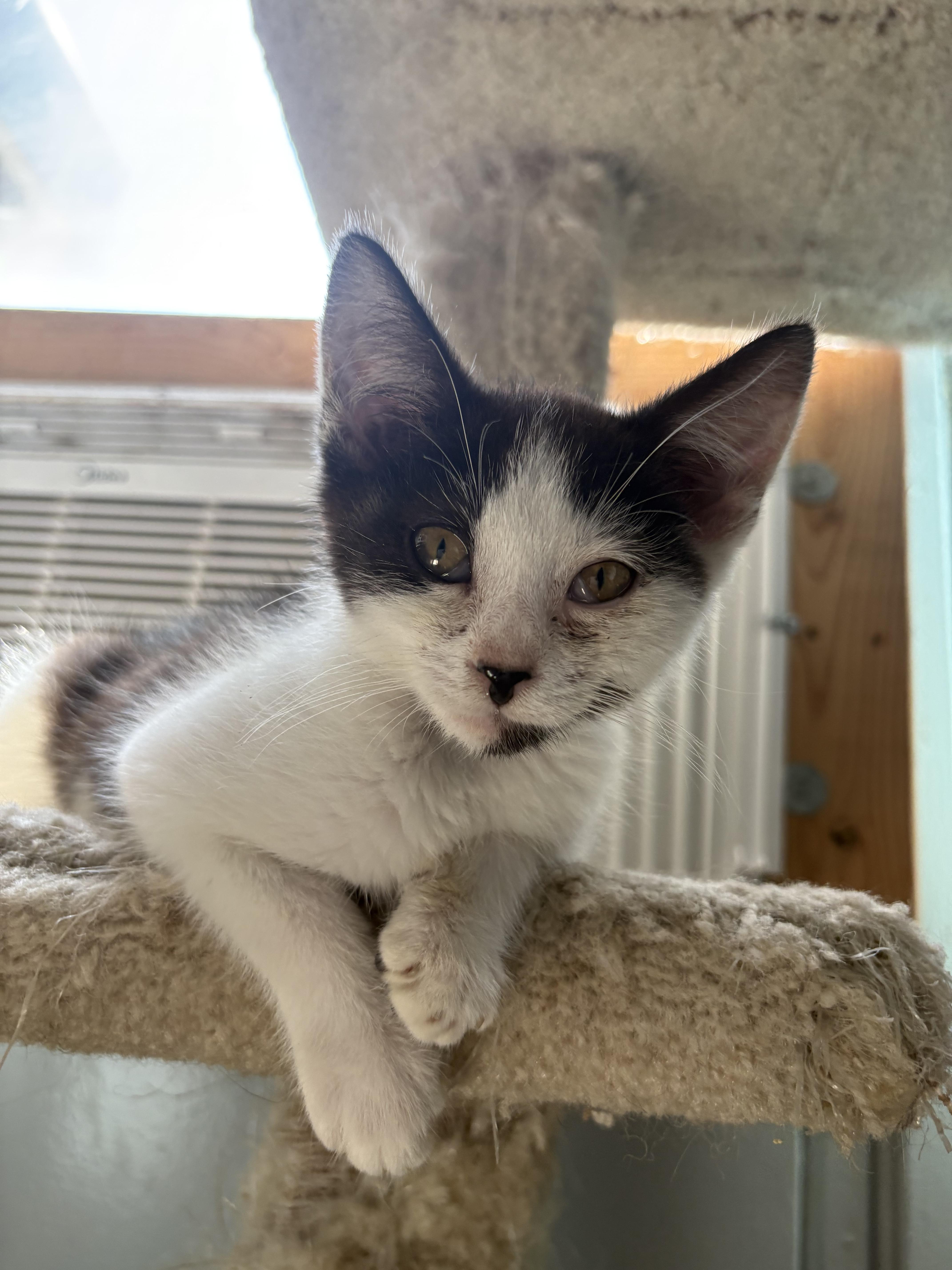 Cosmo, Adoptable, Kitten Male Domestic Short Hair.