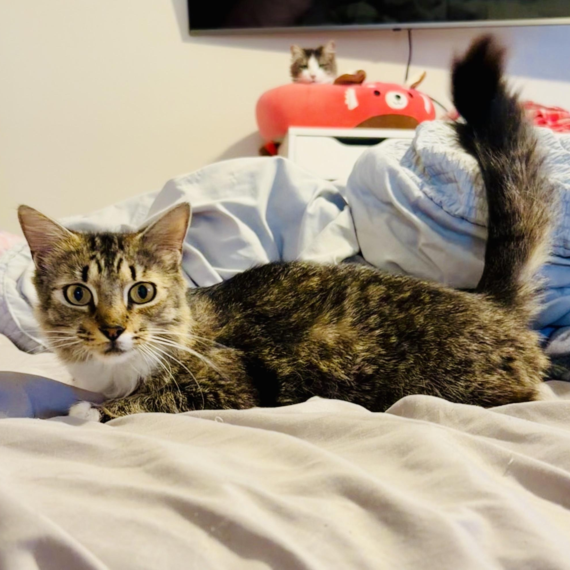 Georgia, Adoptable, Young Female Tabby.