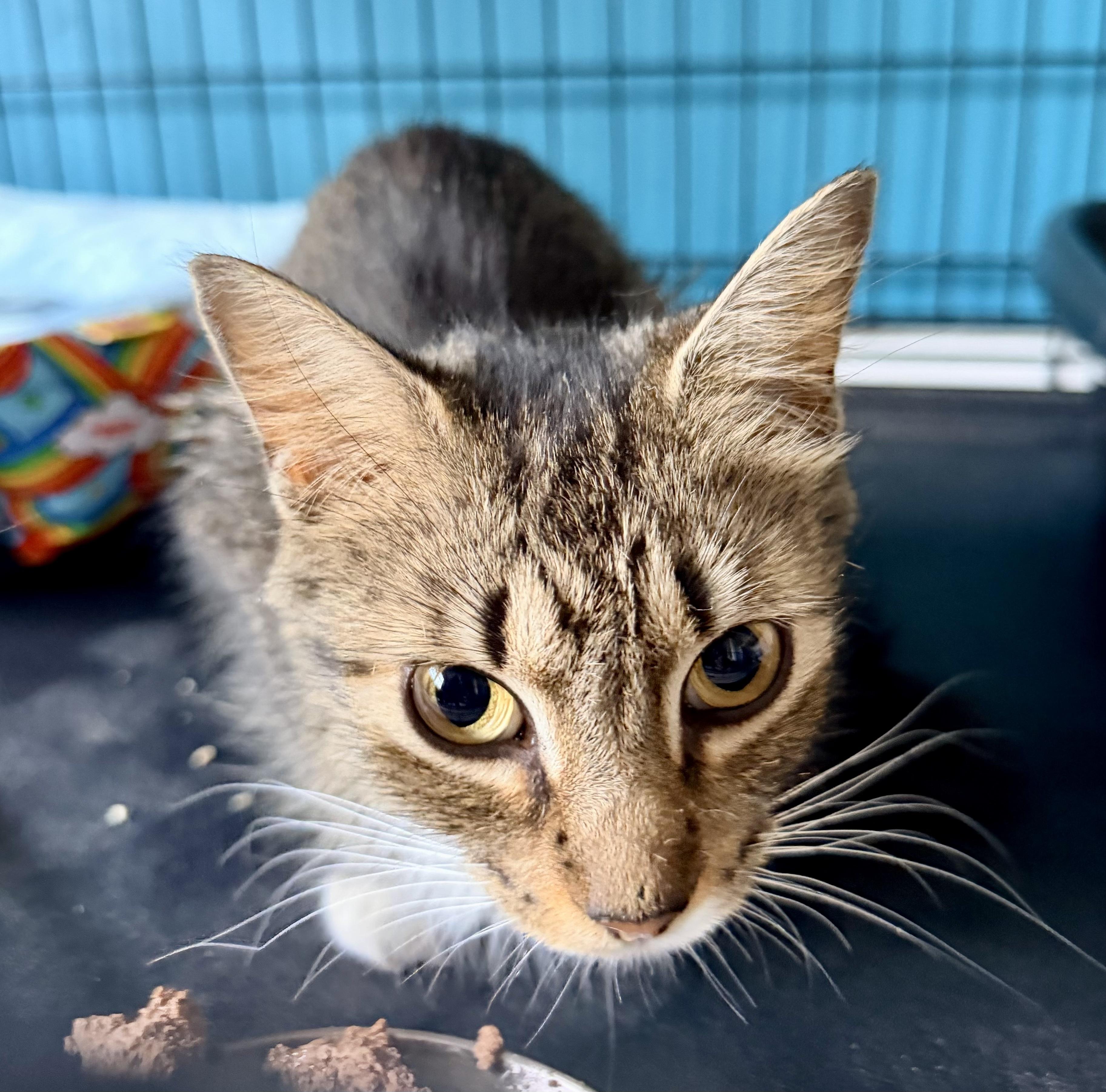 Georgia, a Adoptable Tabby in Bethel, CT image 6/6