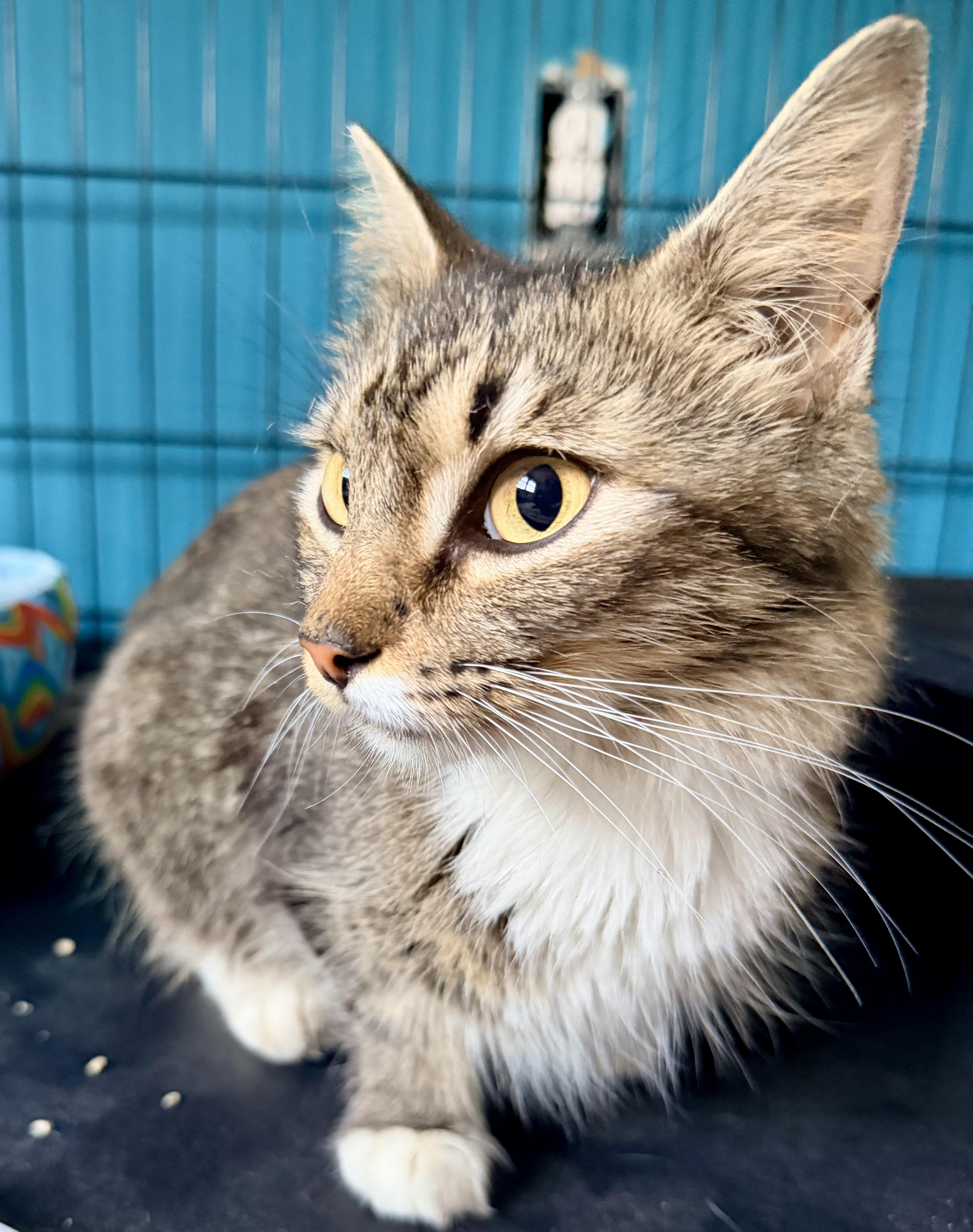 Georgia, a Adoptable Tabby in Bethel, CT image 5/6