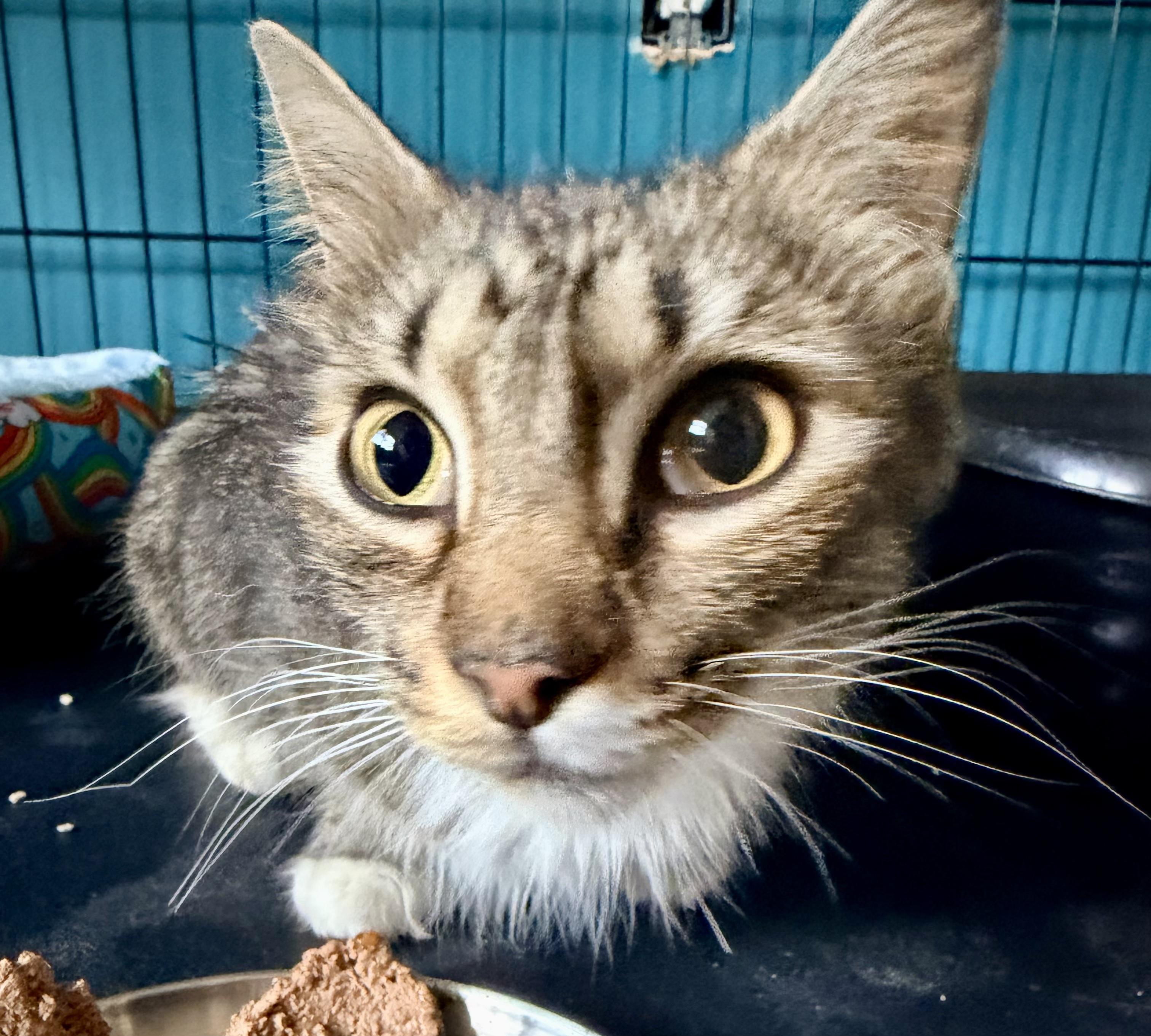 Georgia, a Adoptable Tabby in Bethel, CT image 2/6