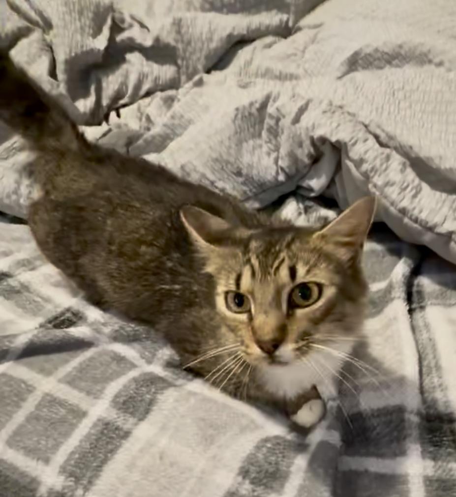 Georgia, a Adoptable Tabby in Bethel, CT image 3/6