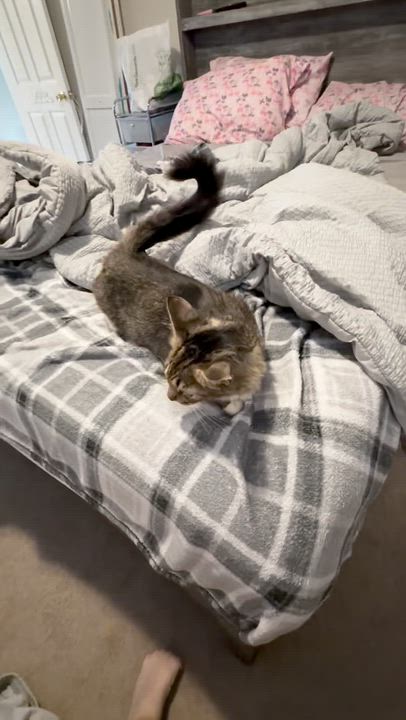 Enlarge Georgia, a Adoptable Tabby in Bethel, CT video 4/6