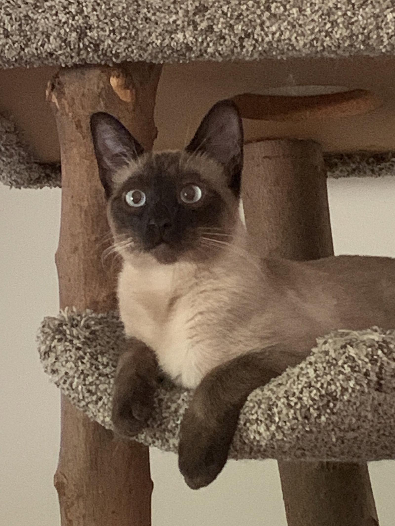 Enlarge Bandit & Rascal, a Adopted Siamese in Pinckney, MI image 1/3