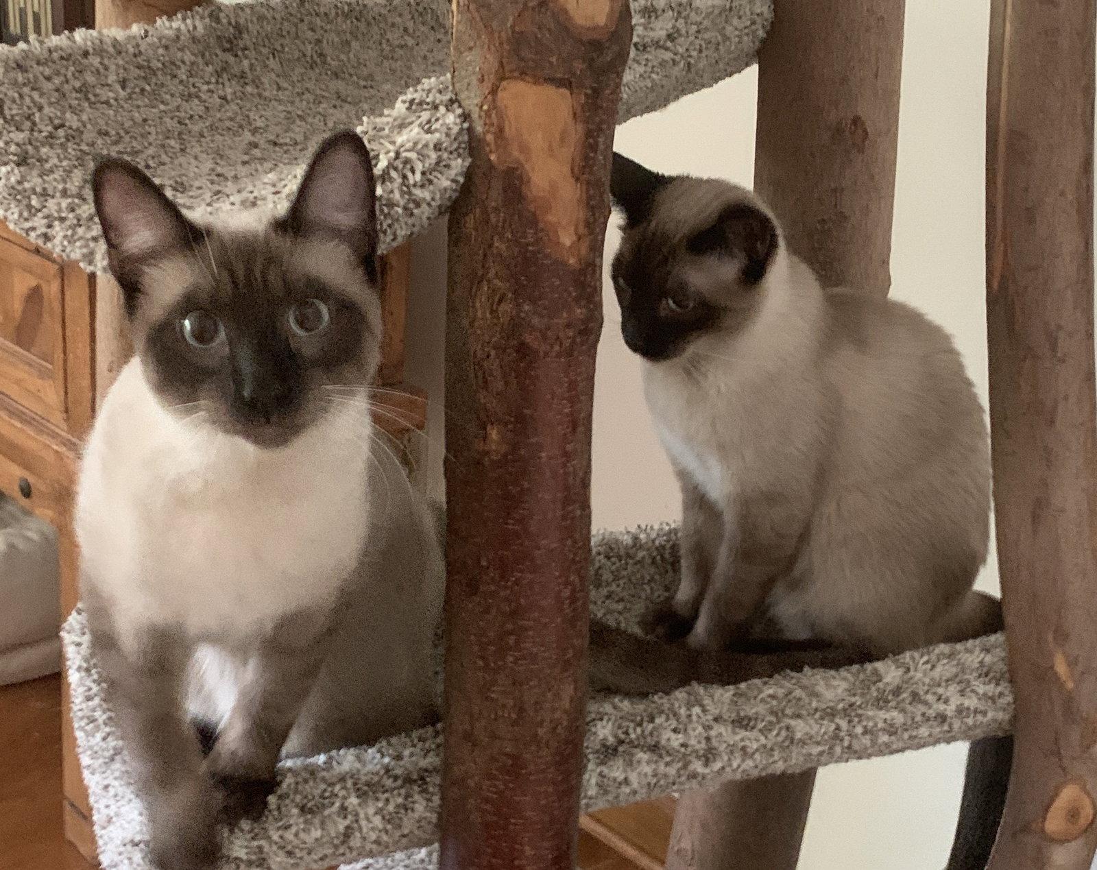 Enlarge Bandit & Rascal, a Adopted Siamese in Pinckney, MI image 2/3