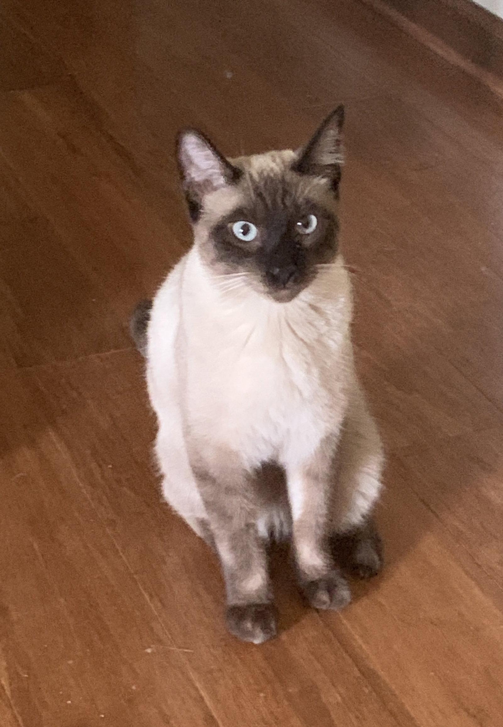 Enlarge Bandit & Rascal, a Adopted Siamese in Pinckney, MI image 3/3