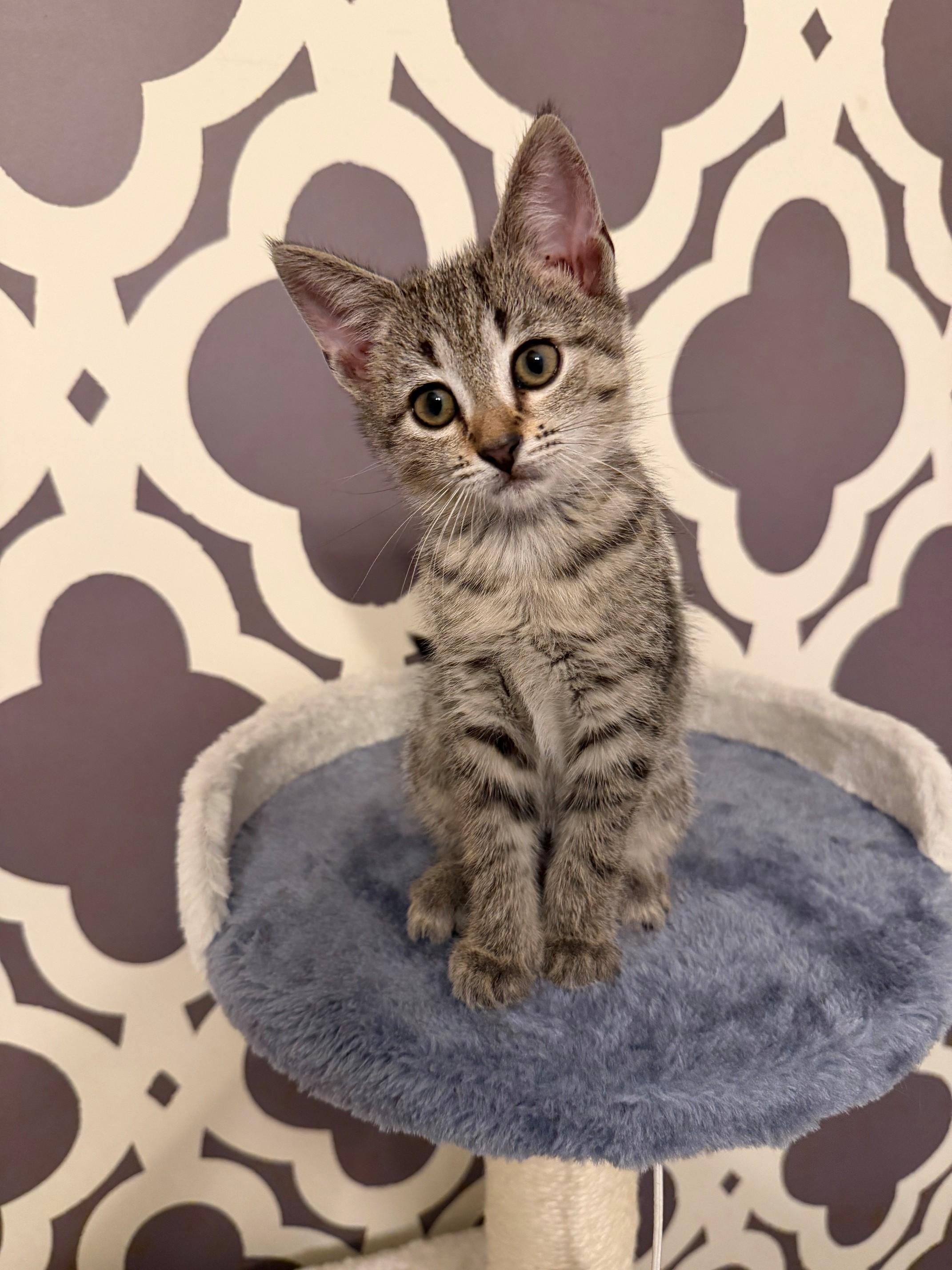 Finley, Adoptable, Young Female Domestic Short Hair.