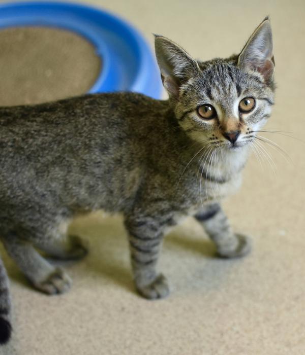 Enlarge Finley, a Adoptable Domestic Short Hair in Marietta, GA image 2/6