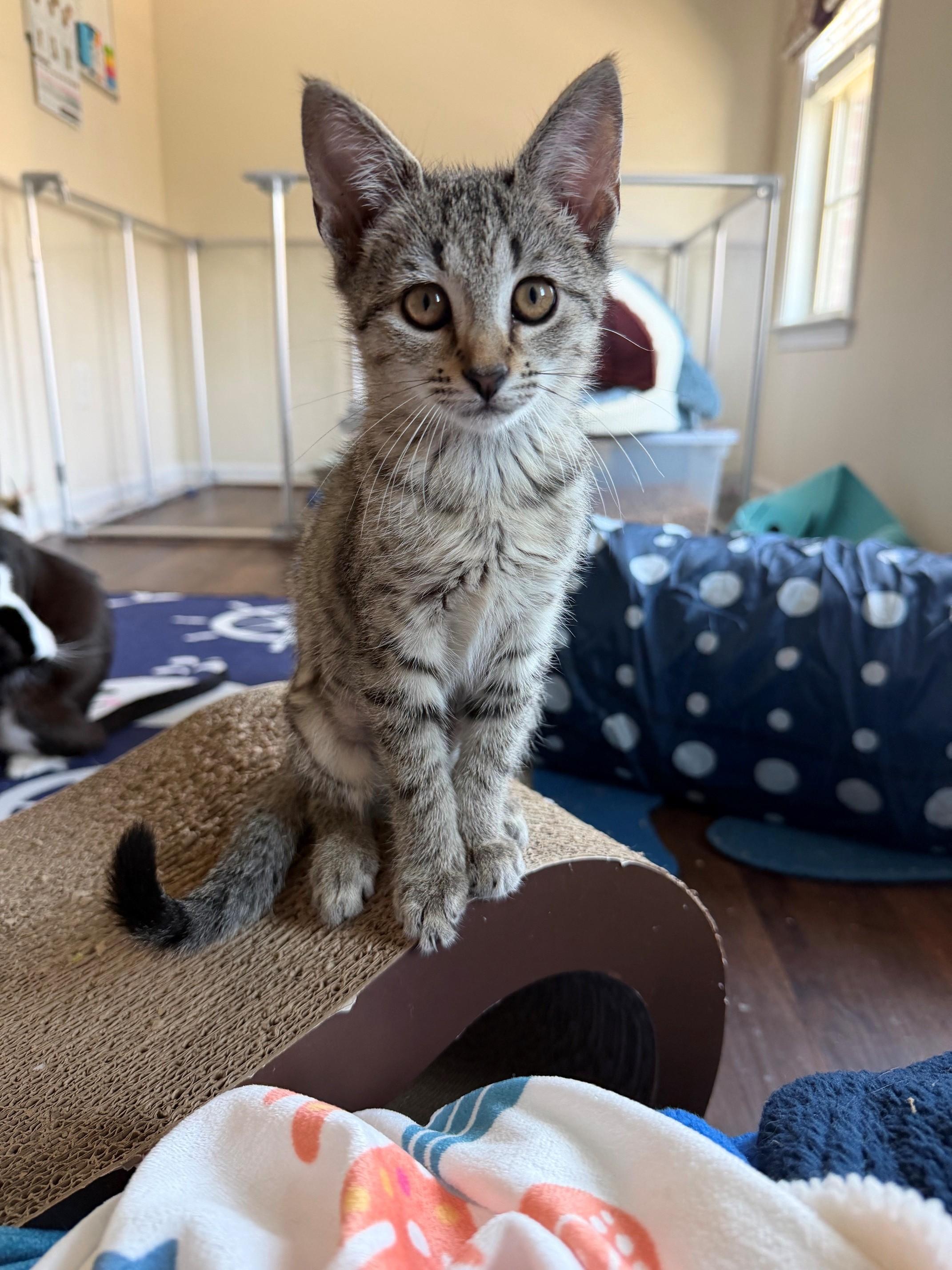Enlarge Finley, a Adoptable Domestic Short Hair in Marietta, GA image 4/6