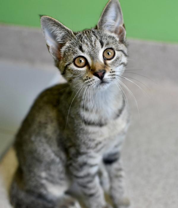 Enlarge Finley, a Adoptable Domestic Short Hair in Marietta, GA image 5/6