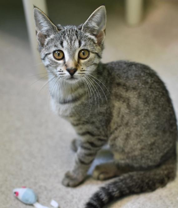 Enlarge Finley, a Adoptable Domestic Short Hair in Marietta, GA image 6/6