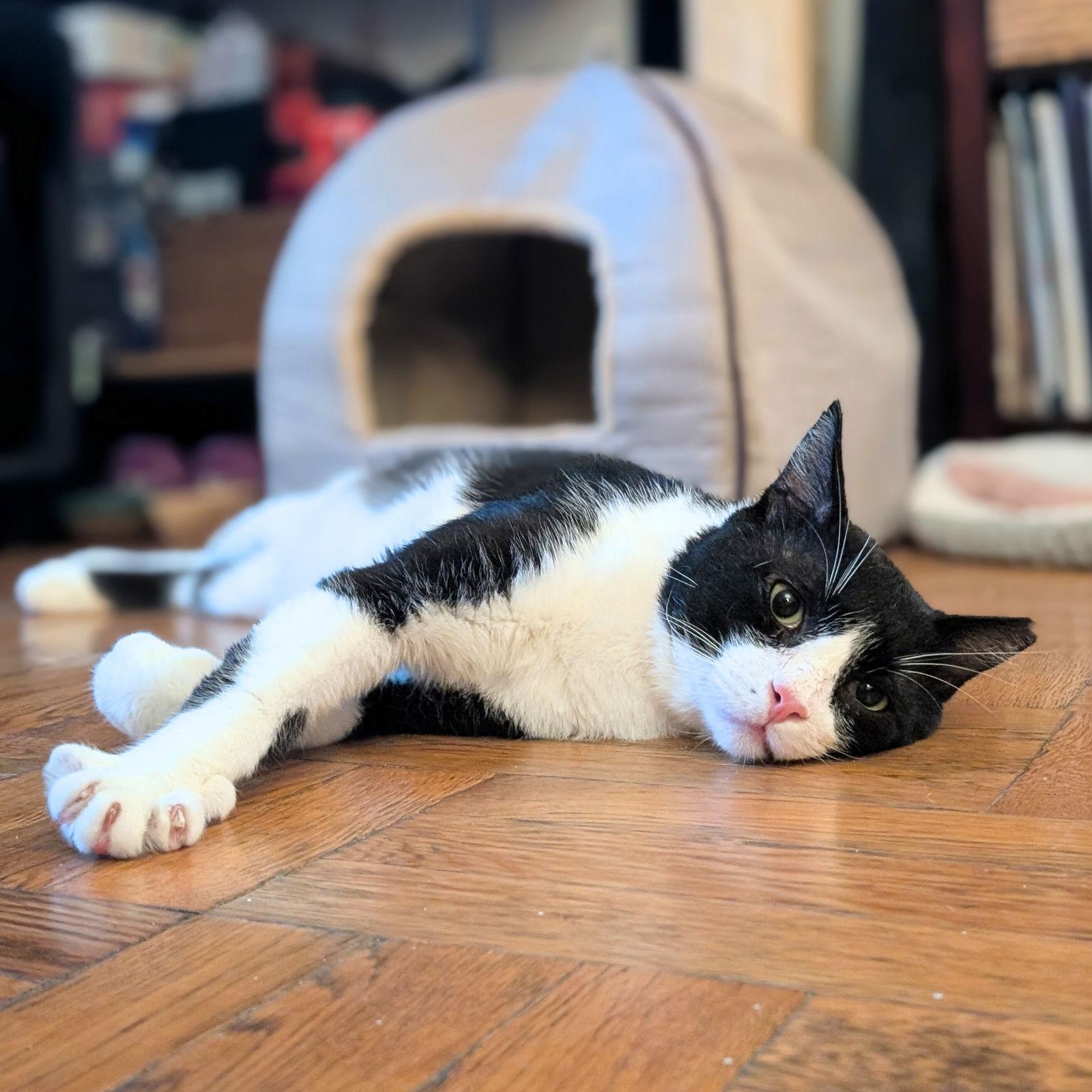 Sylvester Throggs, a Adopted Domestic Short Hair in Brooklyn, NY image 1/3