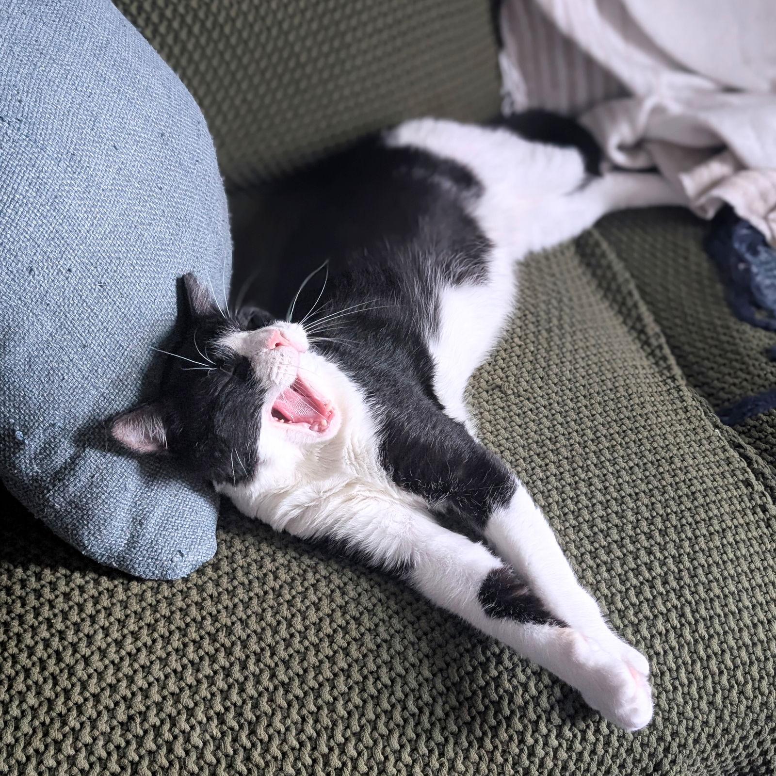 Sylvester Throggs, a Adopted Domestic Short Hair in Brooklyn, NY image 2/3